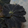 2307 Begonia Dark Mamba