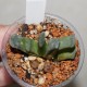 Haworthia trunсata