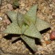 Haworthia venosa tesselata