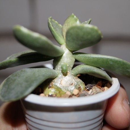 Adromischus subviridis