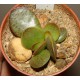 Adromischus trigynus