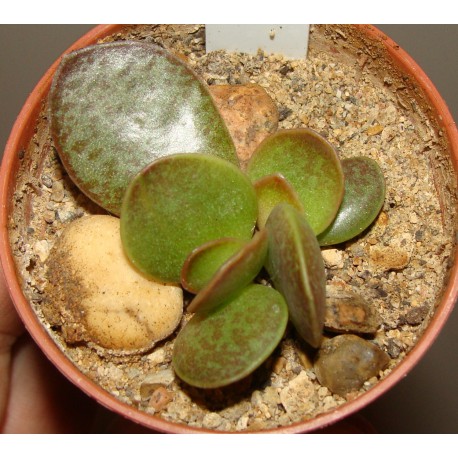 Adromischus trigynus