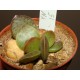 Adromischus trigynus