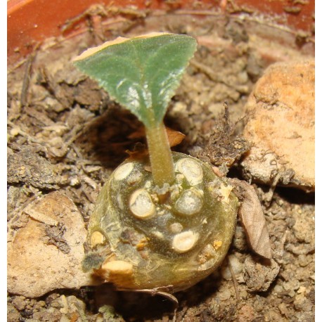 Dorstenia foetida