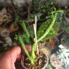 Monadenium ellenbeckii - Euphorbia bisellenbeckii