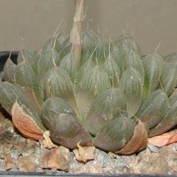 Haworthia cooperii philifera