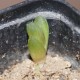 Haworthia cooperii philifera