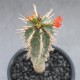 euphorbia viguieri