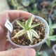 Haworthia Norik REVERSE variegata