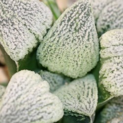 Haworthia pygmaea Super White