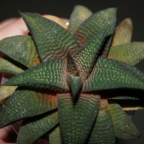 Haworthia Sutorieru