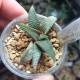 Haworthia Sutorieru