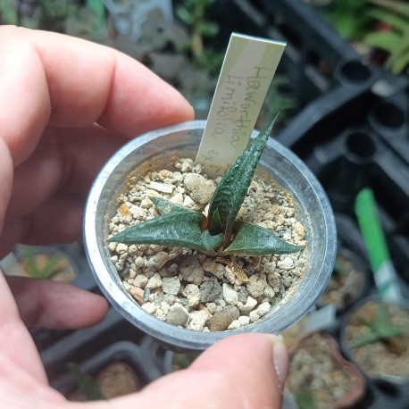 Haworthia limifolia EX variegata