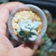 Pachyphytum oviferum Amethystium