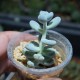 Pachyphytum oviferum Amethystium