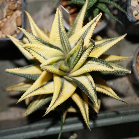 Haworthia limifolia variegata Yellow