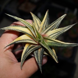 Haworthia limifolia variegata Yellow