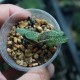 Gasteria 'Little Warty'