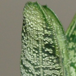 Gasteria Little Warty