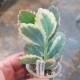 Kalanchoe fedtschenkoi variegata