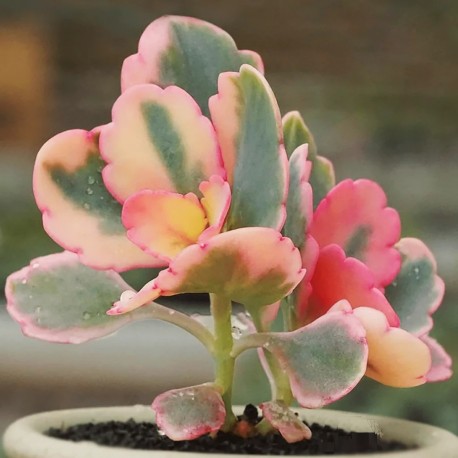 Kalanchoe fedtschenkoi variegata