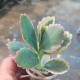 Kalanchoe fedtschenkoi variegata