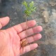 Operculicarya gummifera