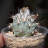 Turbinicarpus gielsdorfianus (Gymnocactus gielsdorfianus)