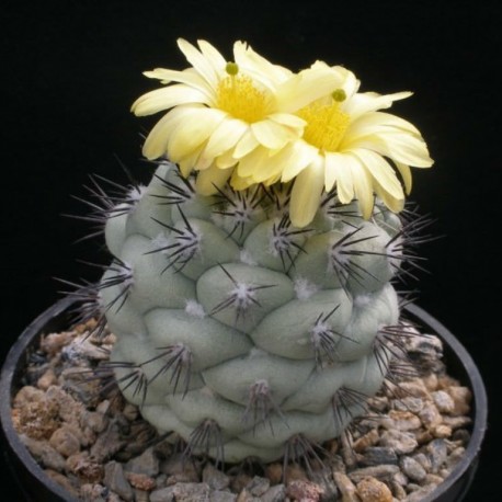 Ortegocactus macdougallii