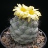 Ортегокактус Ortegocactus macdougallii