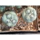 Ortegocactus macdougallii