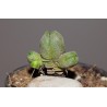 Крассула Crassula pyramidalis бонсай мини - Галерея