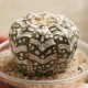 Astrophytum asterias Super Kabuto V-type