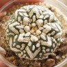 2409б Astrophytum asterias Super Kabuto V-type