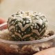 Astrophytum asterias Super Kabuto V-type