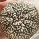 Astrophytum asterias Super Kabuto V-type