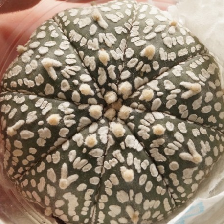 Astrophytum asterias Super Kabuto V-type