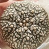 Astrophytum asterias Super Kabuto легкий V-type