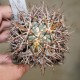 Ferocactus acanthodes 