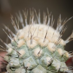 Strombocactus disciformis