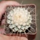 Strombocactus disciformis