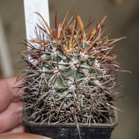 Ferocactus latispinus