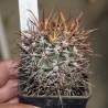 Ferocactus acanthodes