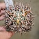 Ferocactus latispinus