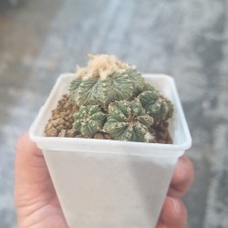 Aztekium ritteri