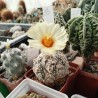 Astrophytum asterias Super Kabuto CRISTATA