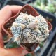 Astrophytum asterias Super Kabuto CRISTATA