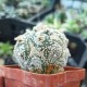 Astrophytum asterias Super Kabuto CRISTATA