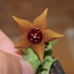 Orbea gilbertii