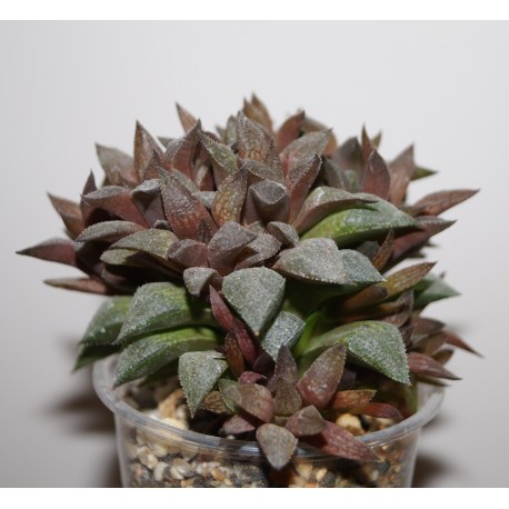 Haworthia Sugar Plum